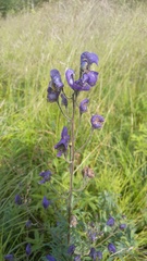 Aconitum baicalense