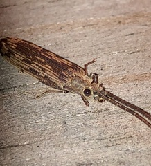 Tenomerga cinerea