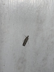 Dichomeris inversella