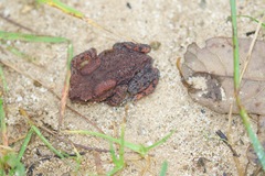 Duttaphrynus himalayanus