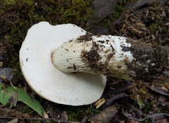Boletus variipes