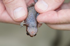 Duttaphrynus himalayanus