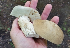 Boletus variipes