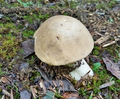 Boletus variipes