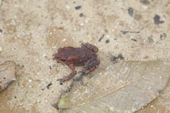 Duttaphrynus himalayanus