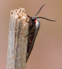 Euchaetes bolteri