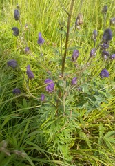 Aconitum baicalense