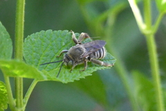 Svastra obliqua expurgata