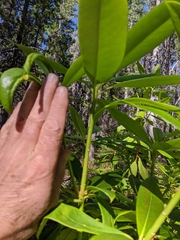 Rhododendron macrophyllum