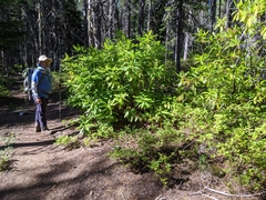 Rhododendron macrophyllum