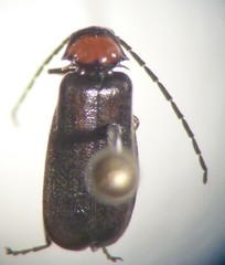 Silis difficilis flavida