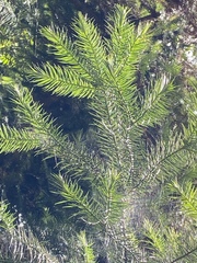 Cunninghamia lanceolata