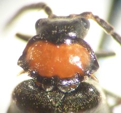 Silis difficilis flavida