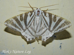 Ourapteryx convergens