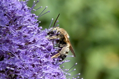 Svastra obliqua expurgata