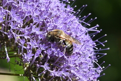 Svastra obliqua expurgata