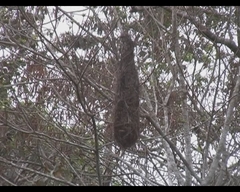 Cacicus uropygialis microrhynchus