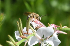 Svastra obliqua expurgata