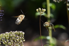 Svastra obliqua expurgata