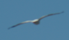 Pelecanus erythrorhynchos