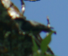 Sitta carolinensis