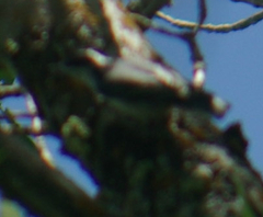 Sitta carolinensis