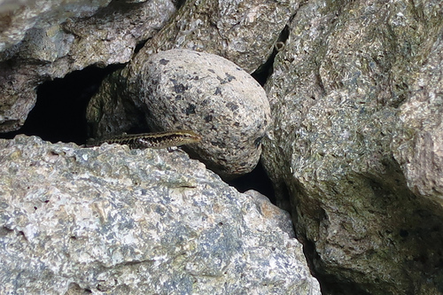 Emoia atrocostata observed 2019-11-16