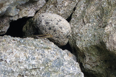 Emoia atrocostata