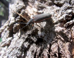 Desmocerus californicus