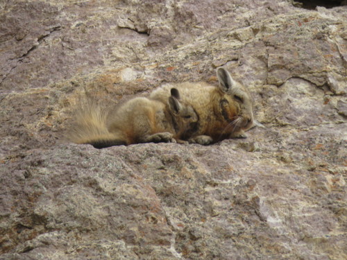Wolffsohn's Mountain Viscacha