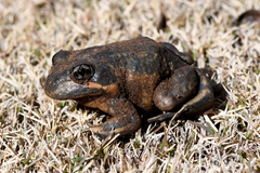 Limnodynastes dumerilii dumerilii