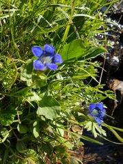 Gentiana calycosa