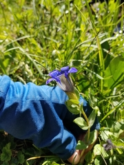 Gentiana calycosa