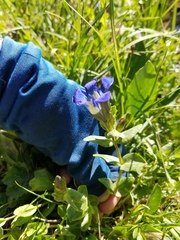 Gentiana calycosa