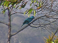 Cotinga nattererii