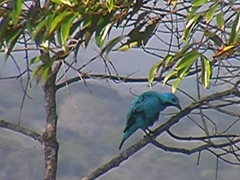 Cotinga nattererii