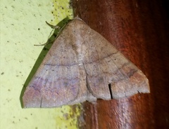 Ophisma