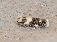 Etainia sericopeza