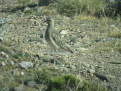 Oreopholus ruficollis