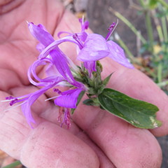Dicliptera clinopodia