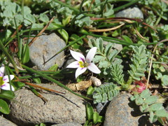 Lobelia oligophylla