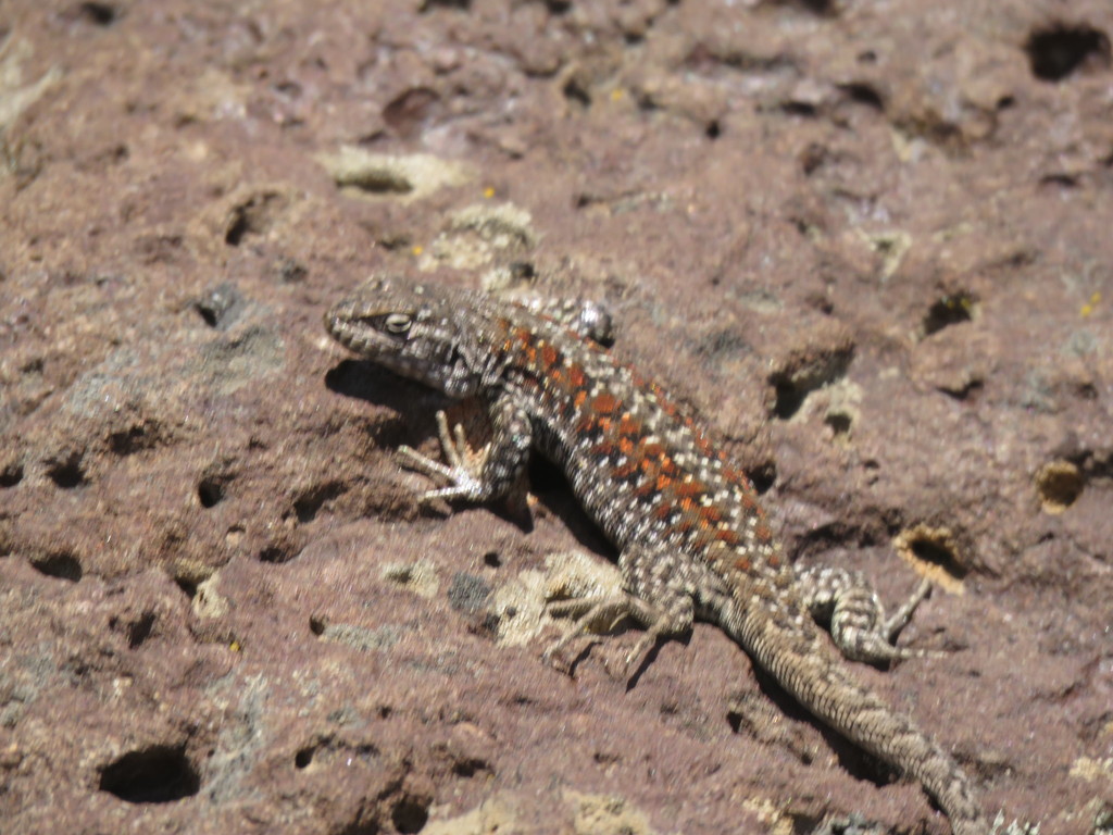 Main Tree Iguana