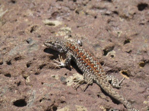 Main Tree Iguana
