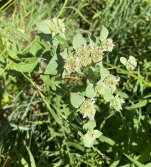 Pycnanthemum setosum