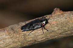 Belionota prasina
