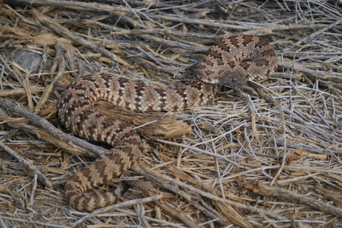 iNaturalist observation photo of Panamint Rattlesnake