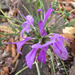 Dicliptera clinopodia