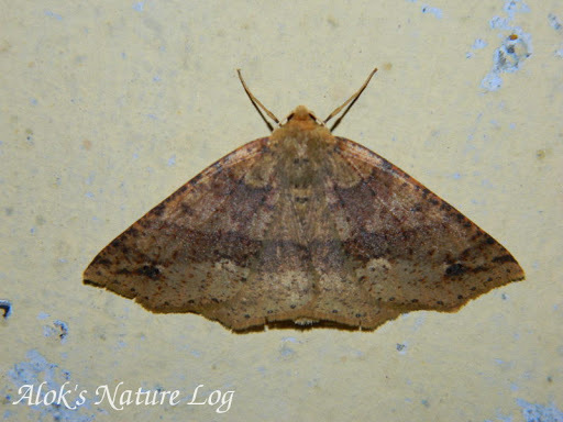 Psyra spurcataria