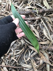 Thelymitra brevifolia