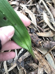 Thelymitra brevifolia